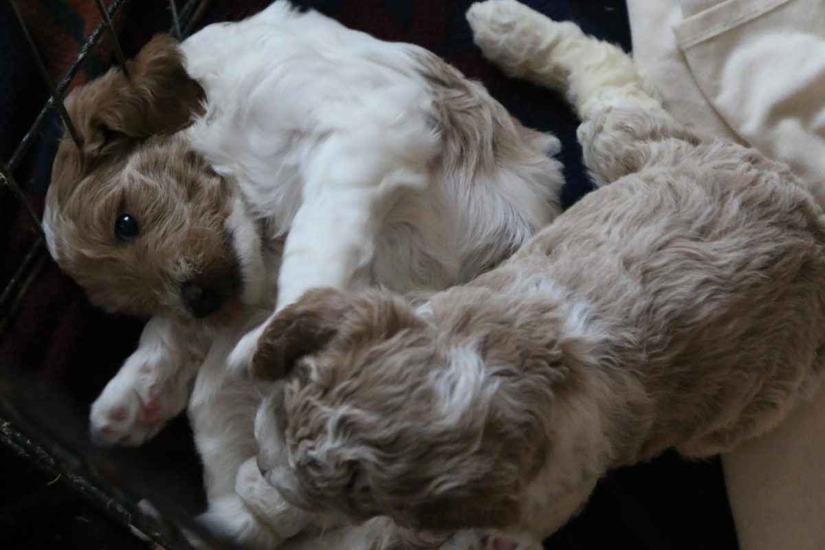 Two Goldendoodles lie together on a blanket in the staff Wellness Center on Monday, December 9, 2024