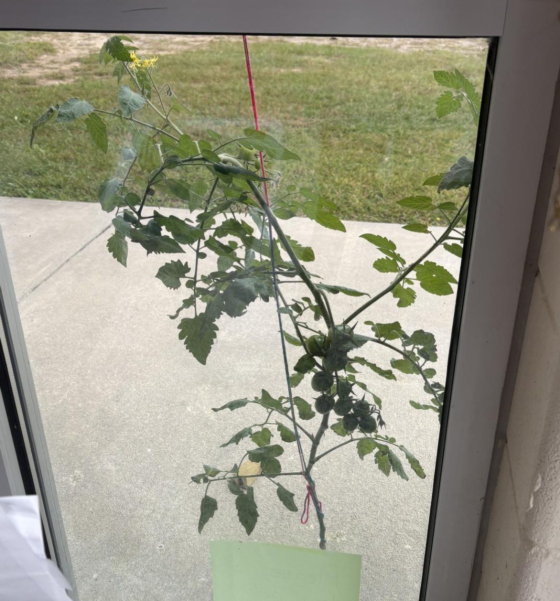 The tomato plant stands up tall despite the challenging environment. 
