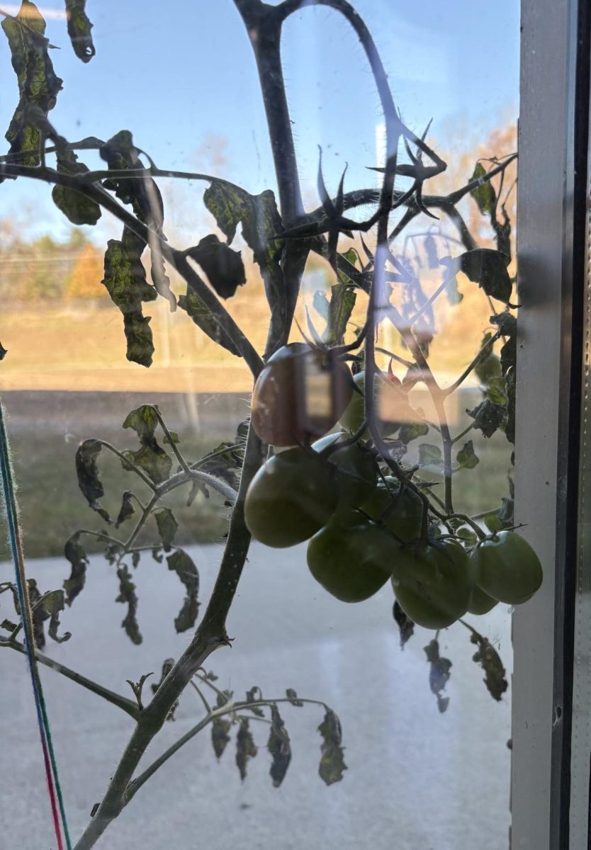 An up close shot of  the tomatoes thriving on the vine. 