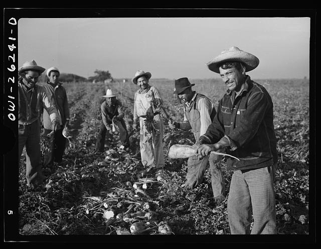 Stockton (vicinity), California. Mexican agricultural laborer topping sugar beets | Photo by Marjory Collins via the Library of Congress https://lccn.loc.gov/2017853212